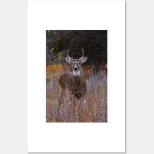 The Prince - White-tailed Deer Posters and Art